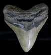 Serrated Megalodon Tooth - North Carolina #18402-1